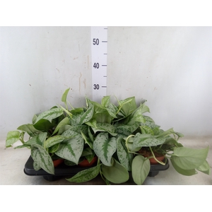 Scindapsus pictus 'Trebie'