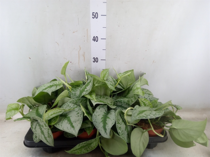 <h4>Scindapsus pictus 'Trebie'</h4>
