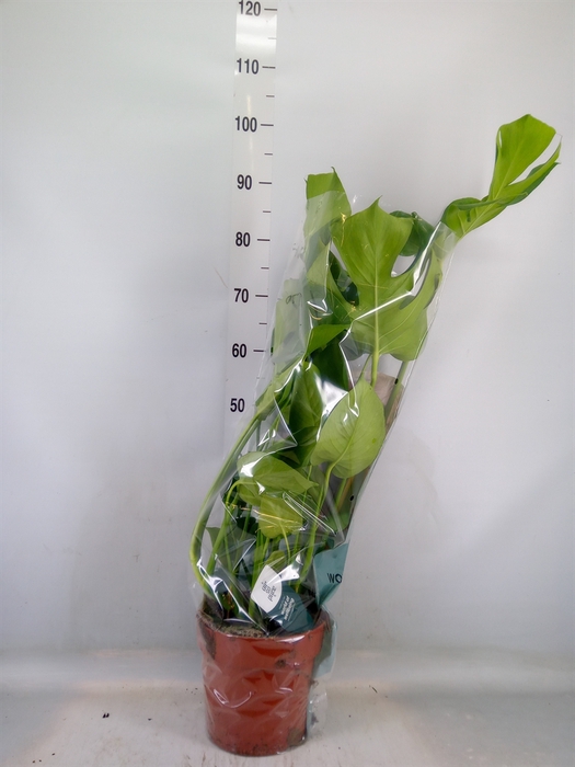 <h4>Monstera delic.</h4>