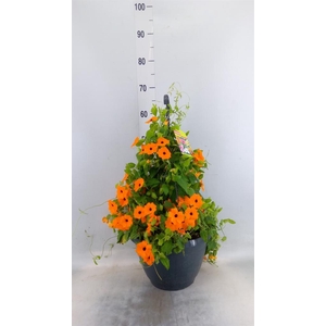 Thunbergia  'Suzie Orange wEye'