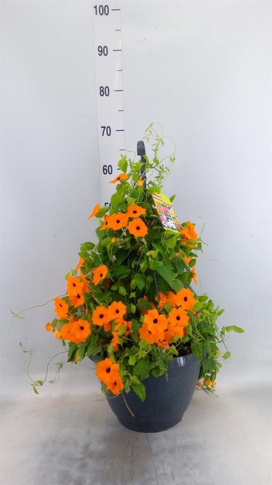 <h4>Thunbergia  'Suzie Orange wEye'</h4>