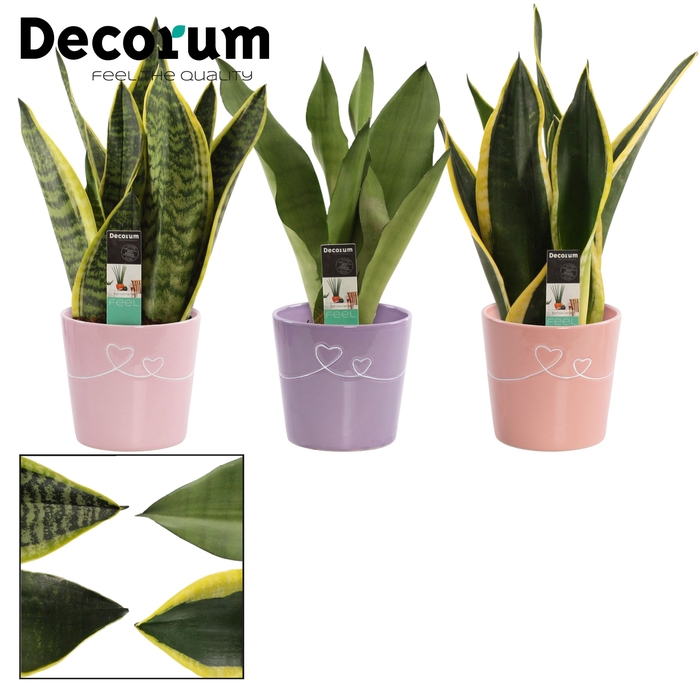 <h4>Sansevieria Super mix 12 cm in Romy (Party Love-collection)</h4>