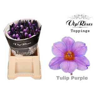 TU EN PURPLE