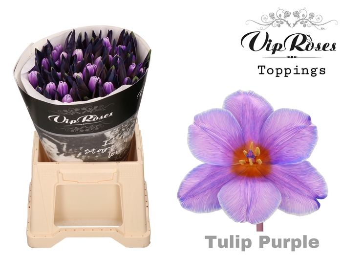 TU EN PURPLE