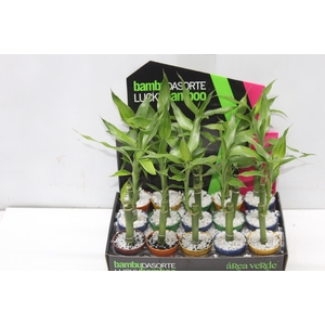DRACENA LUCKY BAMBOO P06