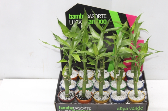 <h4>DRACENA LUCKY BAMBOO P06</h4>
