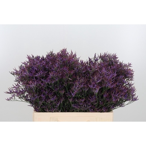 Lim Safora Dark Blue