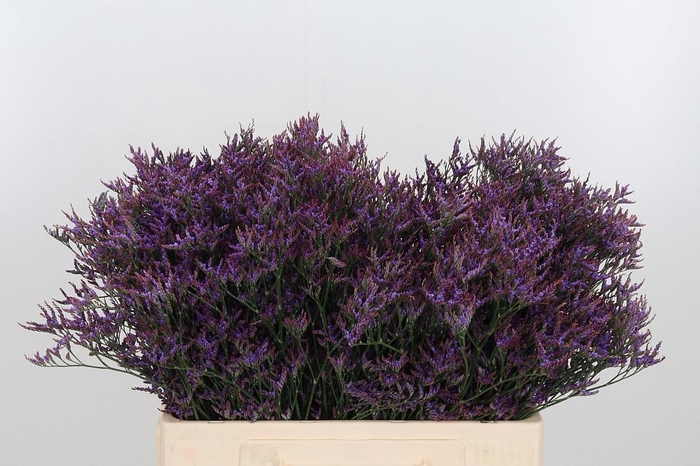 <h4>Lim Safora Dark Blue</h4>