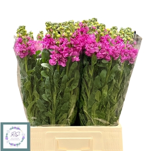 MATTH IRON DEEP PINK