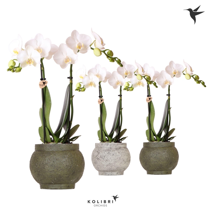 <h4>Kolibri Orchids Phalaenopsis white 2 spike in Ancient pot green</h4>