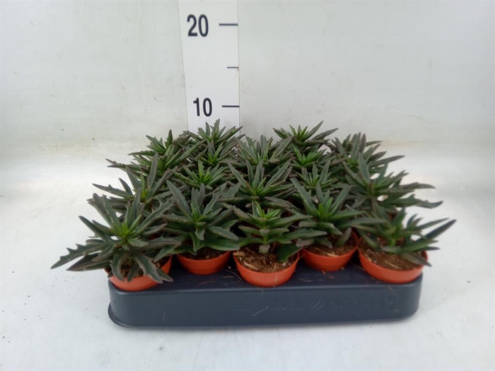 <h4>Succulents   ...</h4>