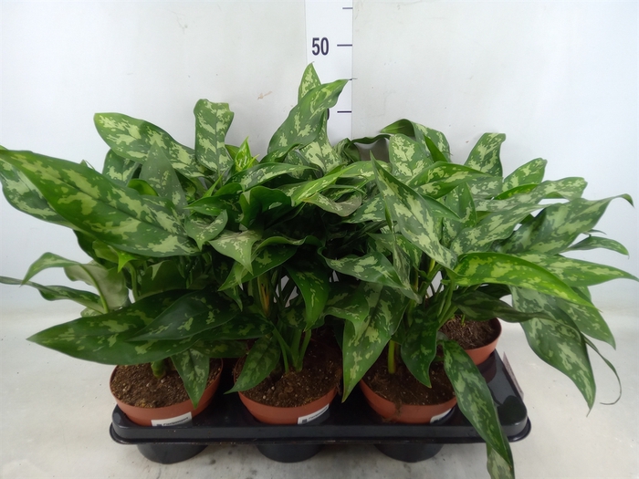 <h4>Aglaonema  'Maria Christina'</h4>