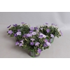 Petunia dekko Light Blue