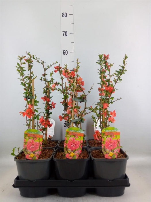 <h4>Chaenomeles superba</h4>