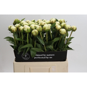 Paeonia Bowl Of Cream