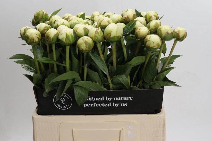 Paeonia Bowl Of Cream