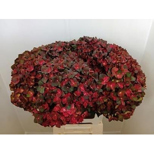 HYDR M MAG CHOCOLATE