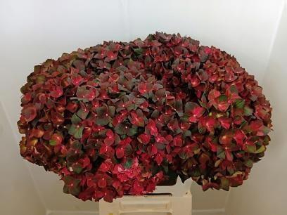 <h4>HYDR M MAG CHOCOLATE</h4>