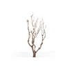 Syringa Branch Super Roussel