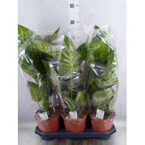 Dieffenbachia seg. 'Tropic Snow'