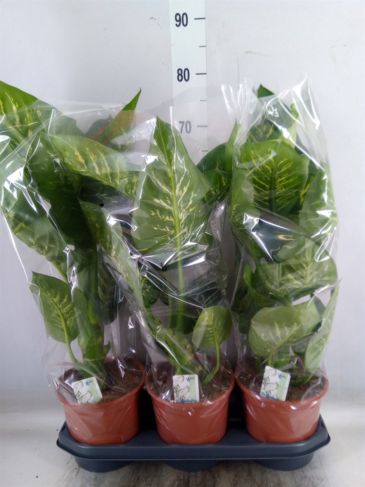 <h4>Dieffenbachia seg. 'Tropic Snow'</h4>