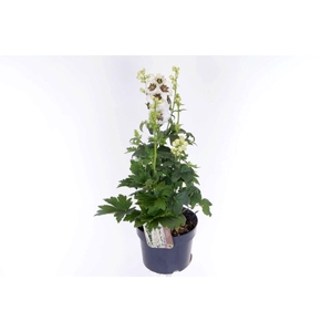 Delphinium Pacific Giant Magic