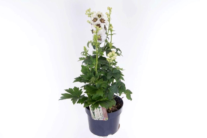 <h4>Delphinium Pacific Giant Magic</h4>