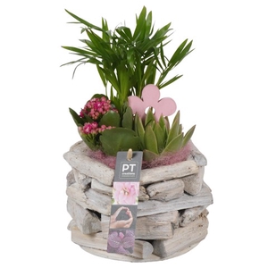 PTIB7542 Arrangementen kamerplanten