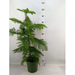 Araucaria heterophylla