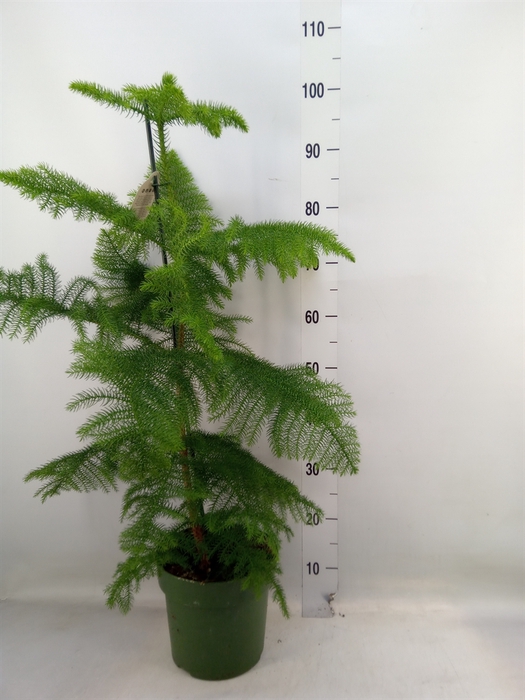 <h4>Araucaria heterophylla</h4>