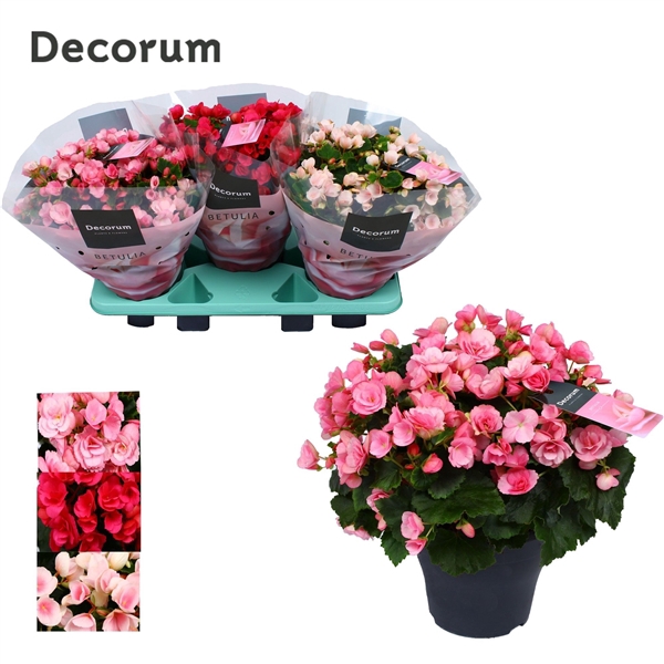 <h4>Begonia BETULIA MIX Decorum 19 cm</h4>