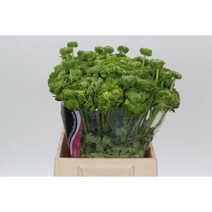 Ranunculus Pon Pon Peterpan