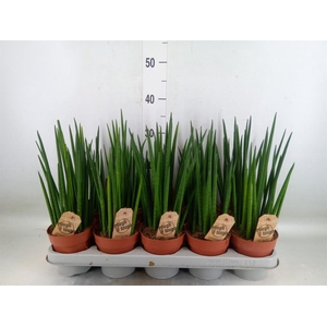 Sansevieria bacularis