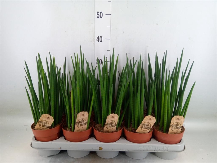 <h4>Sansevieria bacularis</h4>