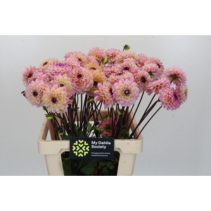 Dahlia Wine Eyed Jill
