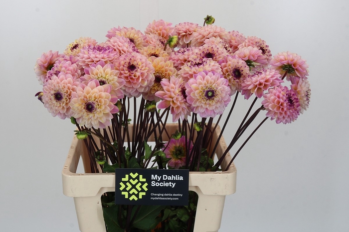 <h4>Dahlia Wine Eyed Jill</h4>