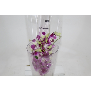 DENPHALAEN MACO MINIMO 30 FLORES