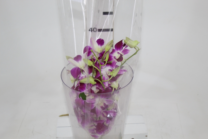 <h4>DENPHALAEN MACO MINIMO 30 FLORES</h4>