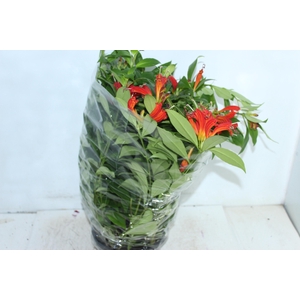 AESCHYNANTHUS SPECIOSUS C21
