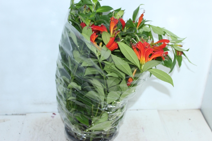 <h4>AESCHYNANTHUS SPECIOSUS C21</h4>