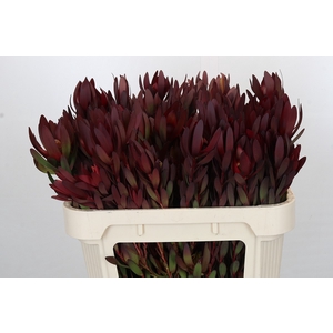 Leucadendron Saf Sunset Dark R.Spray