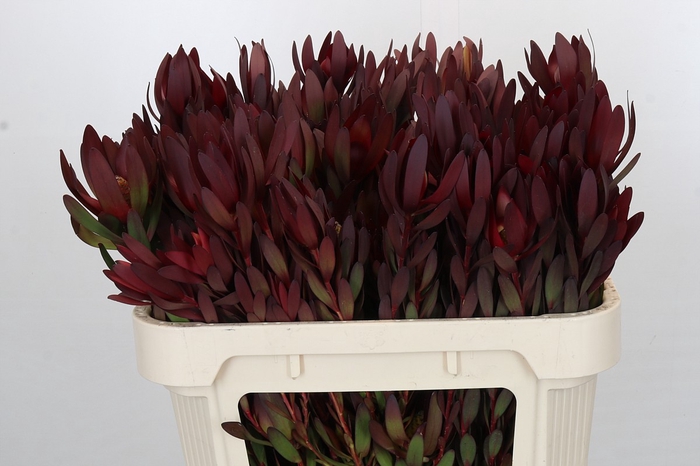 <h4>Leucadendron Saf Sunset Dark R.Spray</h4>