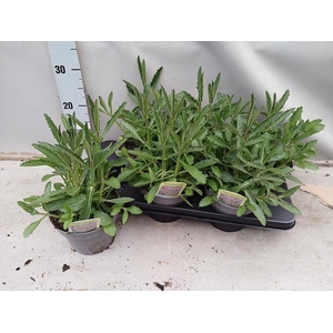 VERBE BONARIENSIS