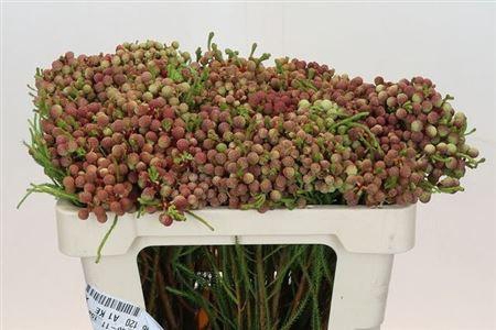 <h4>Berz Lanuginosa</h4>