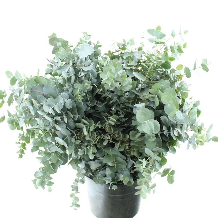 <h4>Euca Cinerea Long 200gram Extra</h4>