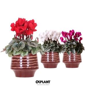 Cyclamen mix in Moonstone pot red