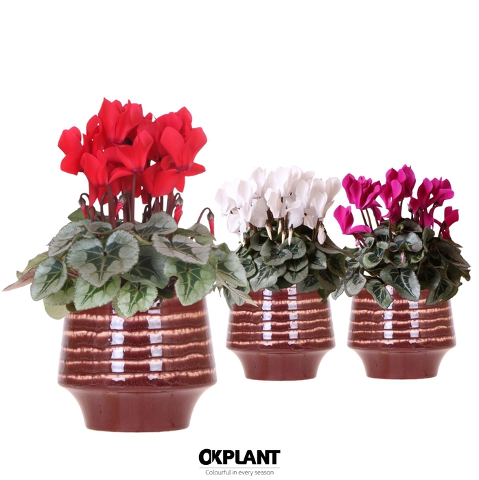 <h4>Cyclamen mix in Moonstone pot red</h4>
