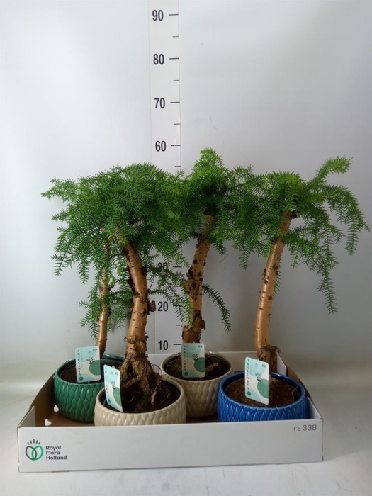 <h4>Araucaria ...</h4>