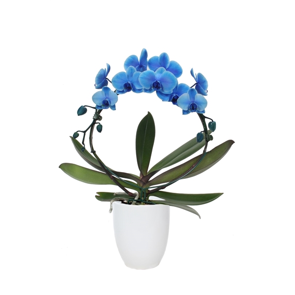 <h4>Hugo White Phal I Am Circle Blue 2T18+</h4>