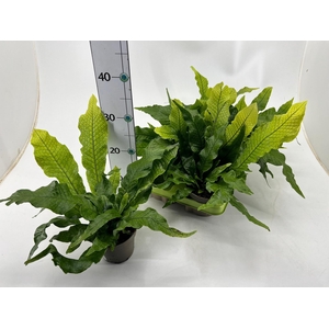 MICROS M CROCODYLLUS